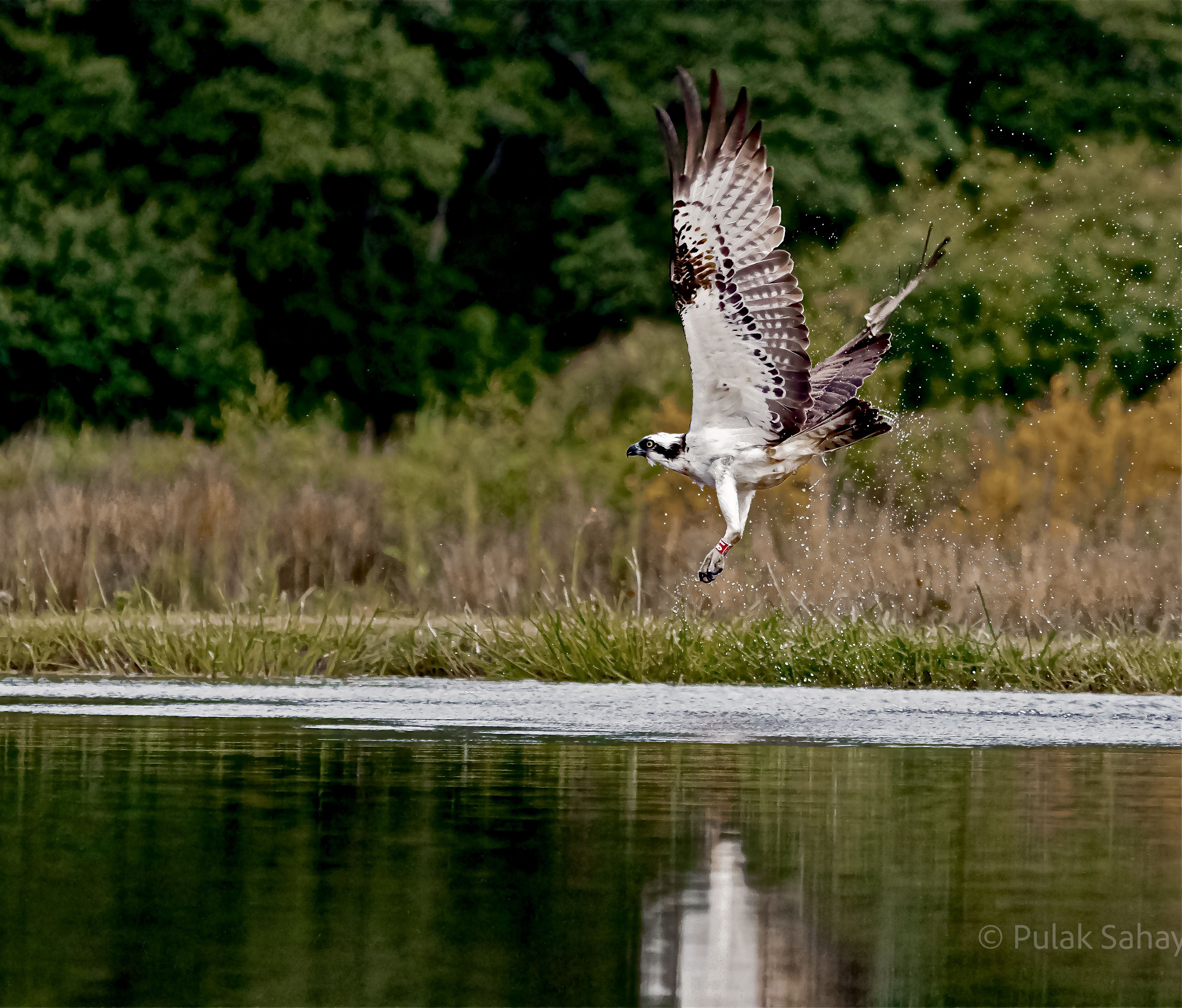 Osprey in flight